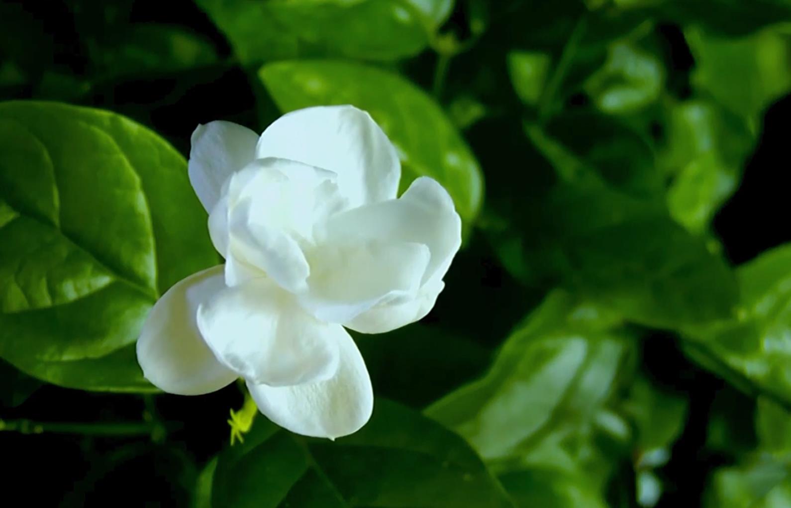 《茉莉花》静下心来，缓解烦躁与焦虑。