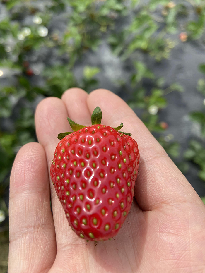 2020年4月26日 相约草莓园 红红的草莓与红红的美女姐姐