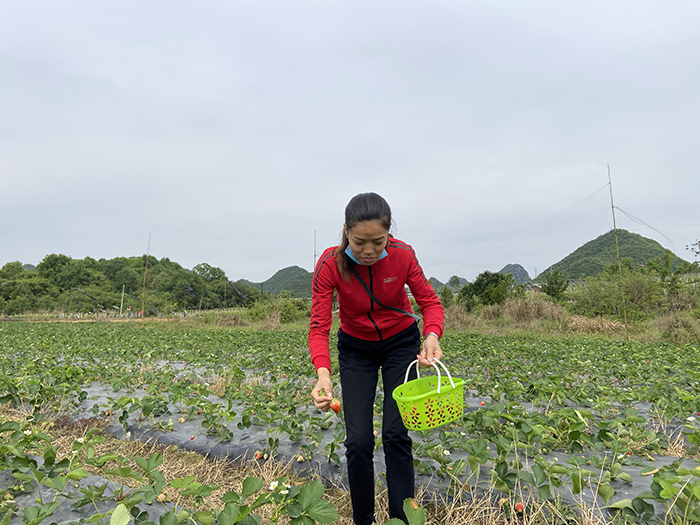 2020年4月26日 相约草莓园 红红的草莓与红红的美女姐姐