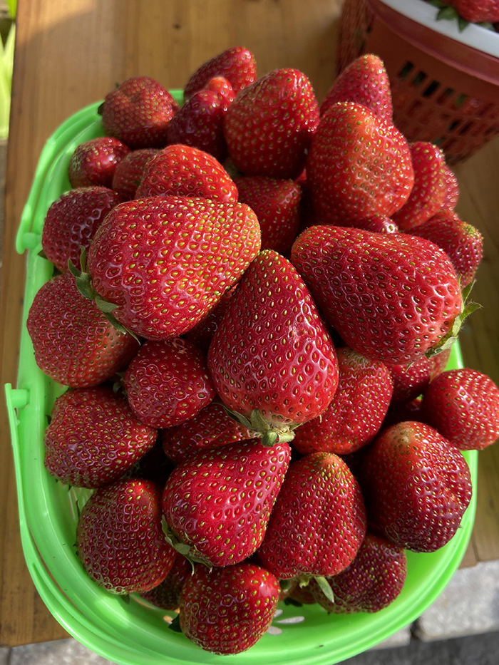 2020年4月26日 相约草莓园 红红的草莓与红红的美女姐姐