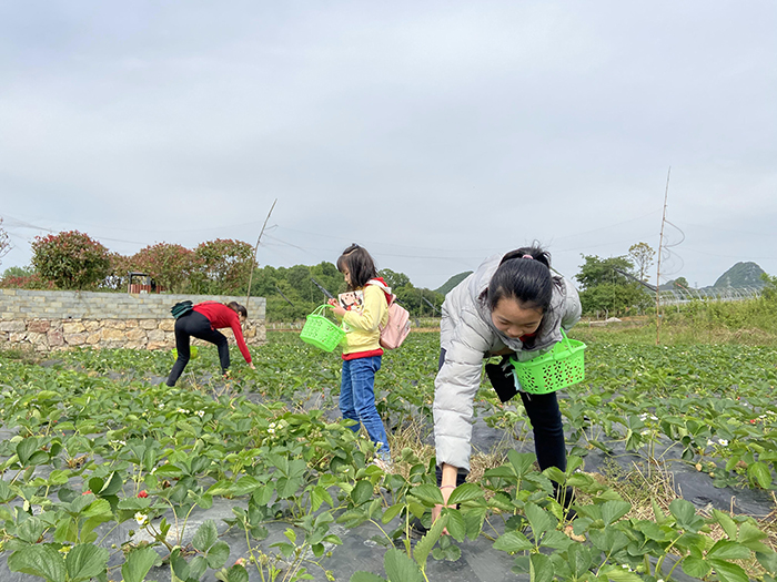 2020年4月26日 相约草莓园 红红的草莓与红红的美女姐姐