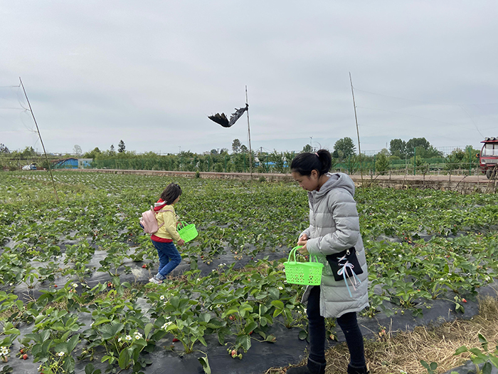 2020年4月26日 相约草莓园 红红的草莓与红红的美女姐姐