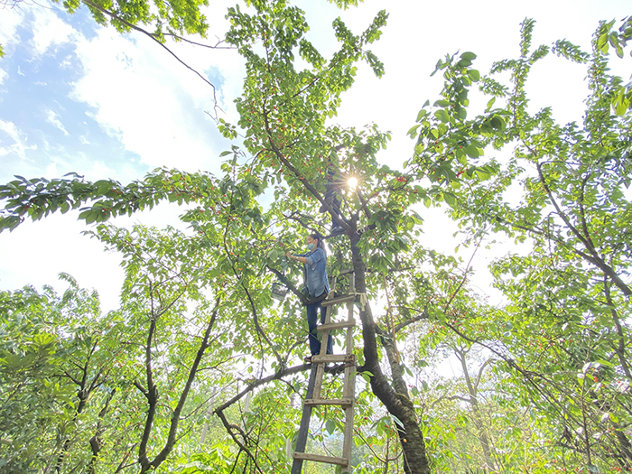 2020年5月1日 “五.一”樱桃的季节里 你我相约在世纪城