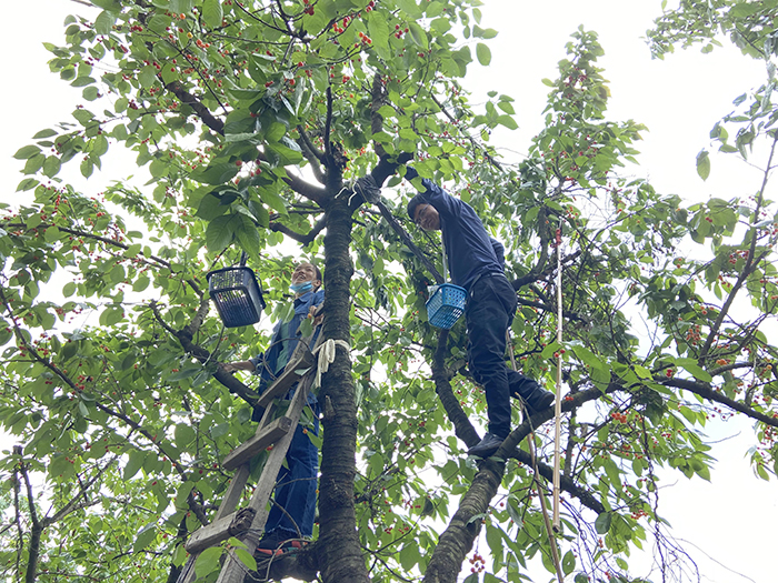 2020年5月1日 “五.一”樱桃的季节里 你我相约在世纪城
