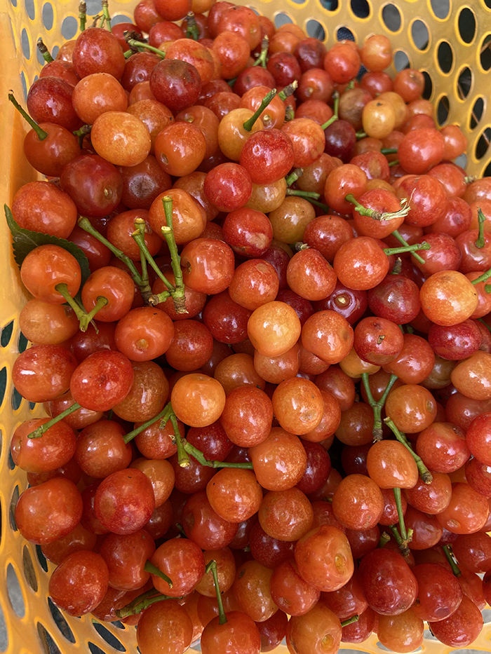 2020年5月1日 “五.一”樱桃的季节里 你我相约在世纪城