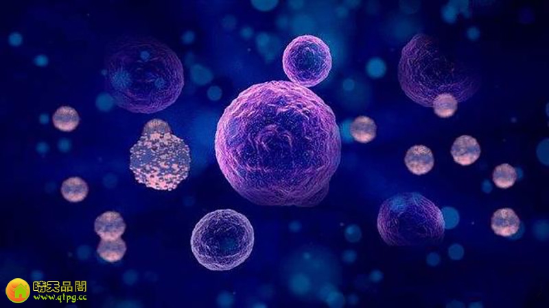 干细胞移植早发性卵巢功能不全的研究进展