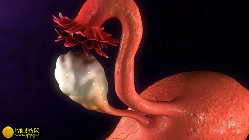 干细胞移植早发性卵巢功能不全的研究进展