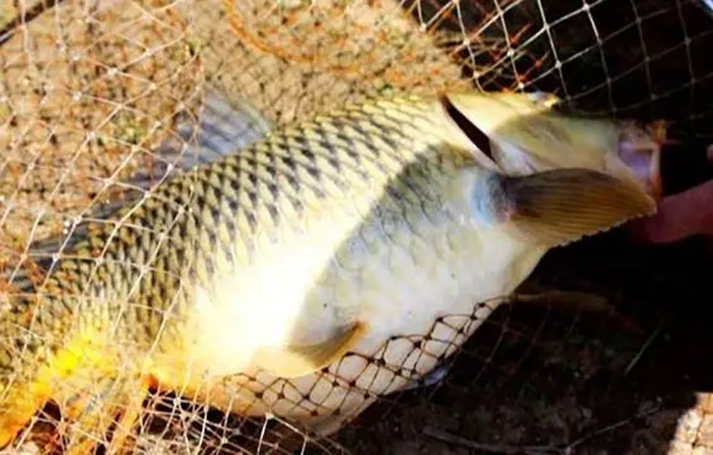 医生提醒：这5种鱼建议少吃，或含有重金属和甲醛。