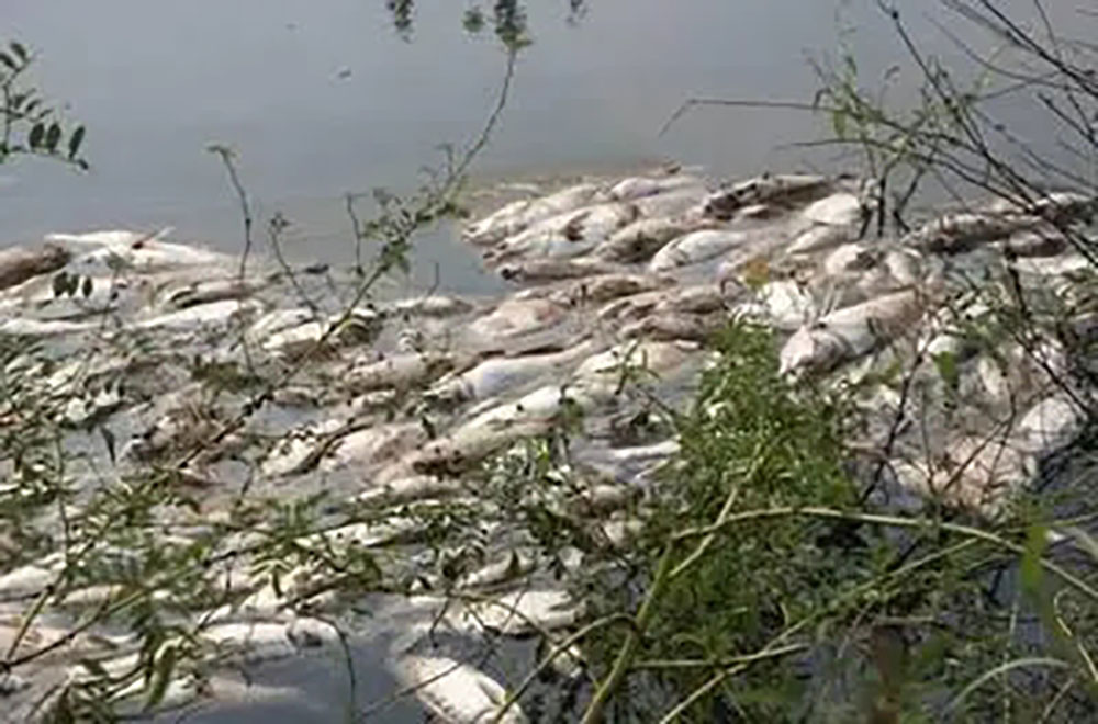 医生提醒：这5种鱼建议少吃，或含有重金属和甲醛。