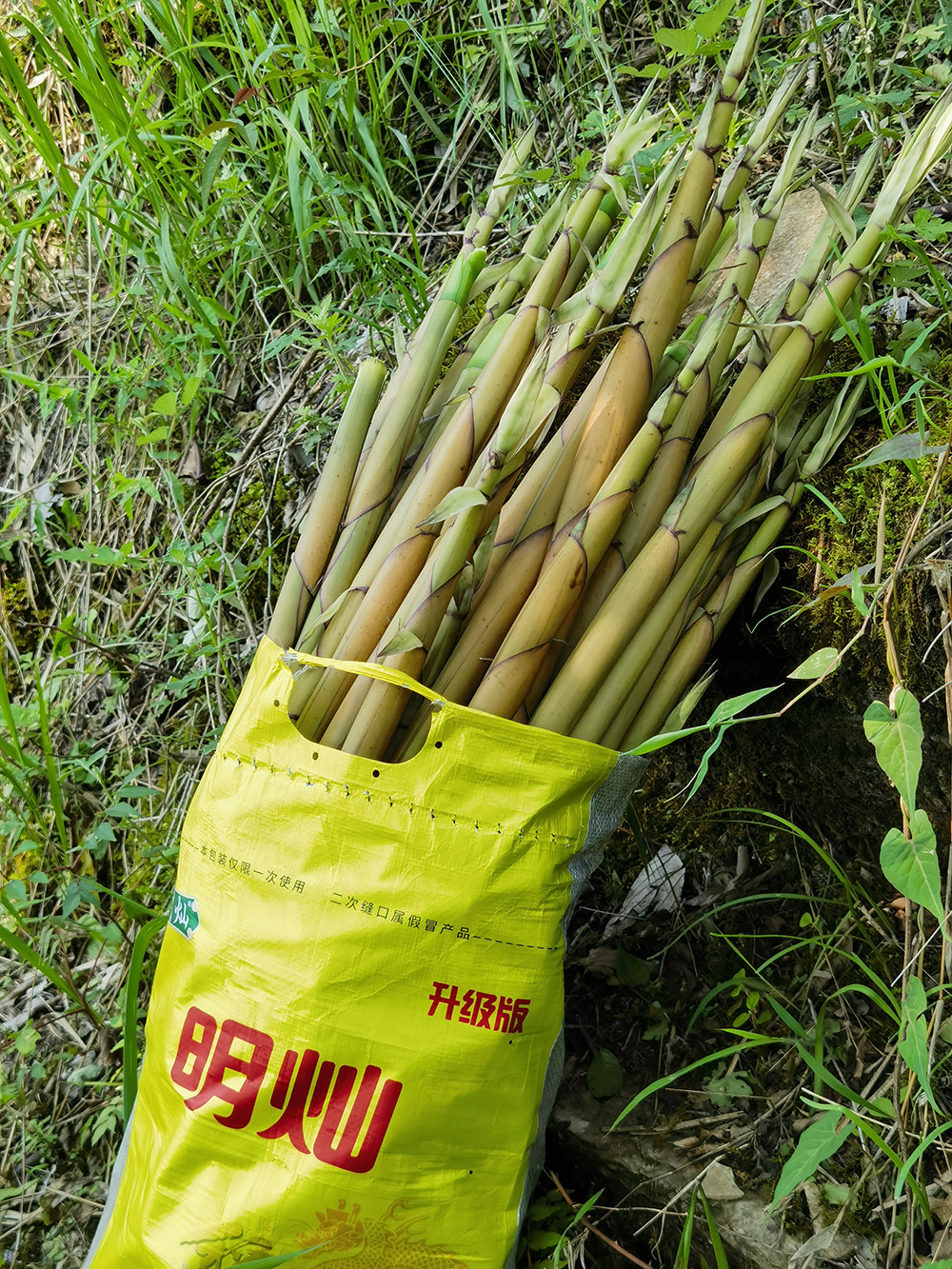 20240428 天河潭的竹笋 美味小龙虾 让我们一起留住美好记忆！