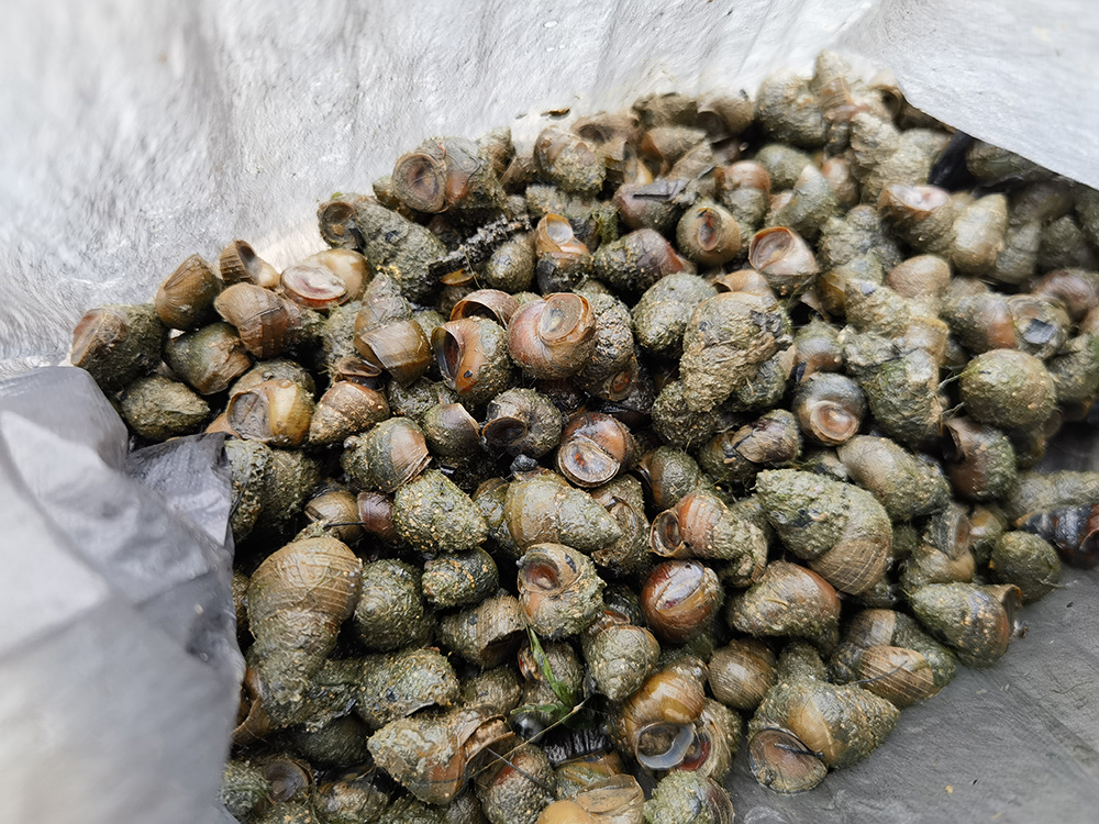 20240510 天河潭美景 螺蛳的美味 红衣美女就是这画面的亮点！